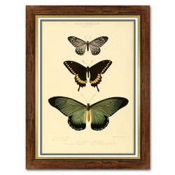  Obraz na płótnie dla botanika motyle 62x82cm