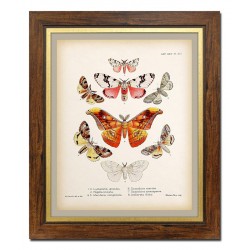  Obraz na płótnie motyle 52x62cm