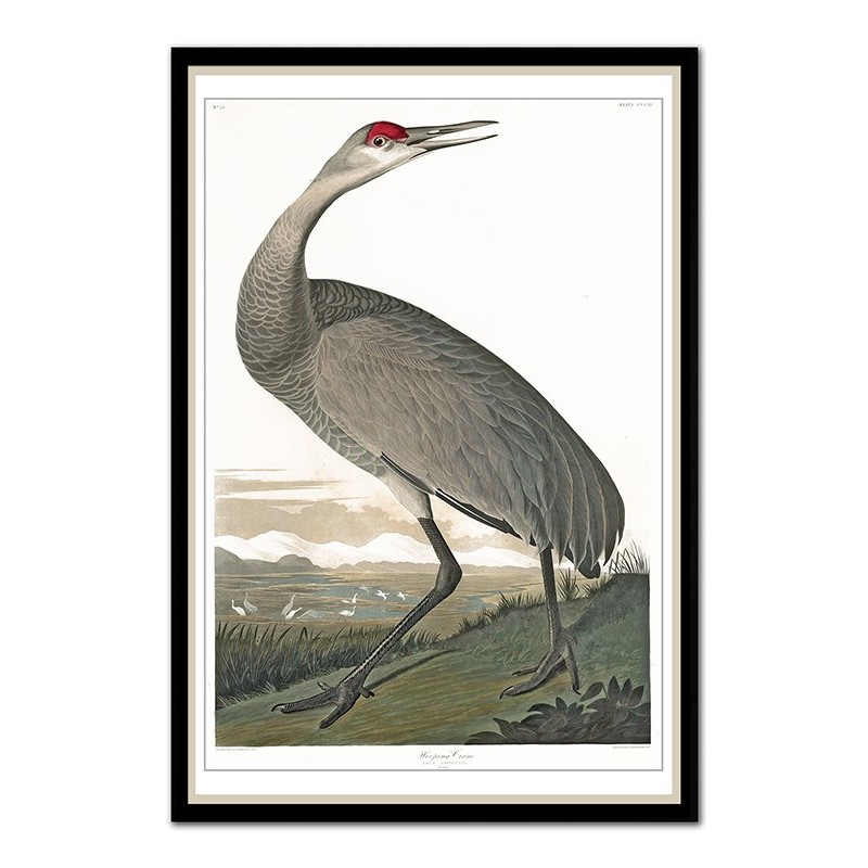  Obraz na płótnie ptactwo 63x93cm