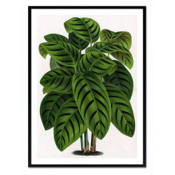  Obraz na płótnie tropikalny liście i kwiaty 53x73cm