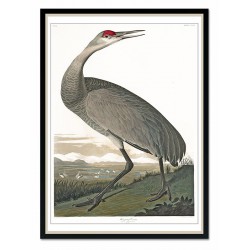  Obraz na płótnie dzikie ptactwo 53x73cm