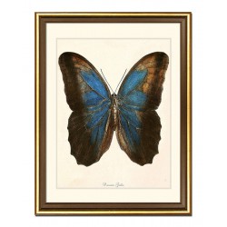  Obraz na płótnie dla botanika motyl 33x43cm