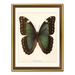  Obraz na płótnie dla botanika motyl 33x43cm