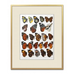  Obraz na płótnie motyle 43x53cm