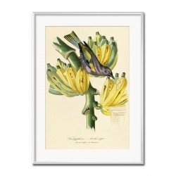  Obraz do salonu bananowiec 31x41cm