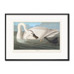  Obraz pływajacy łabędź 31x41cm