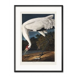  Obraz dziki ptak 31x41cm
