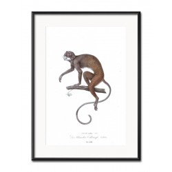  Obraz małpka 31x41cm