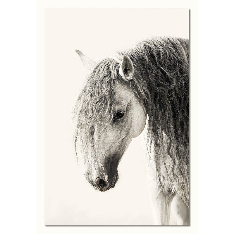  Obraz na płótnie 60x90cm czarno biały koń