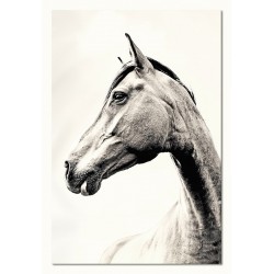  Obraz na płótnie 60x90cm koń