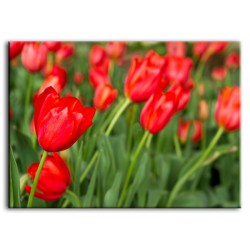 Obraz na płótnie 50x70cm czerwone tulipany