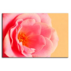  Obraz na płótnie 70x50cm róża
