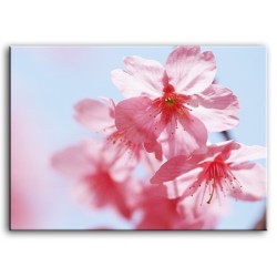  Obraz na płótnie 70x50cm różowe kwiaty