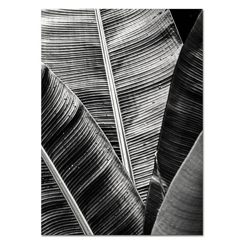  Obraz na płótnie 50x70 cm plakat czarno-biały liście