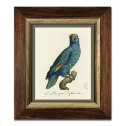  Obraz na płótnie niebieska papuga