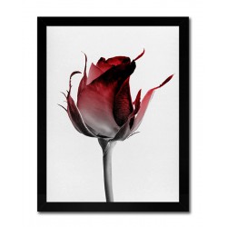  Obraz na płótnie pąsowa róża