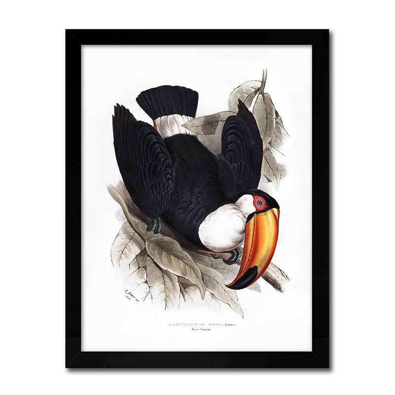  Obraz na płótnie czarna papuga 33x43cm