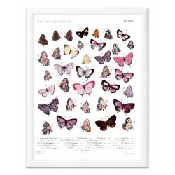 Obraz na płótnie zbiór motyli