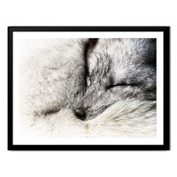  Obraz na płótnie śpiący lis 33x43cm