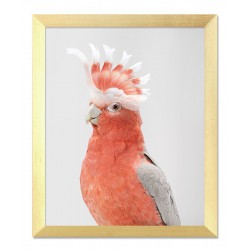  Obraz na płótnie różowa papuga