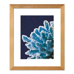  Obraz na płótnie niebieski koralowiec 23x28cm