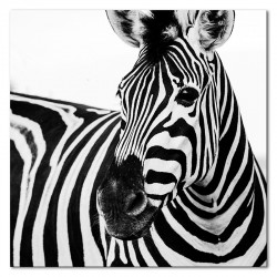  Obraz na płótnie Zebra