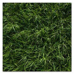  Obraz na płótnie zielona trawa zdjęcie