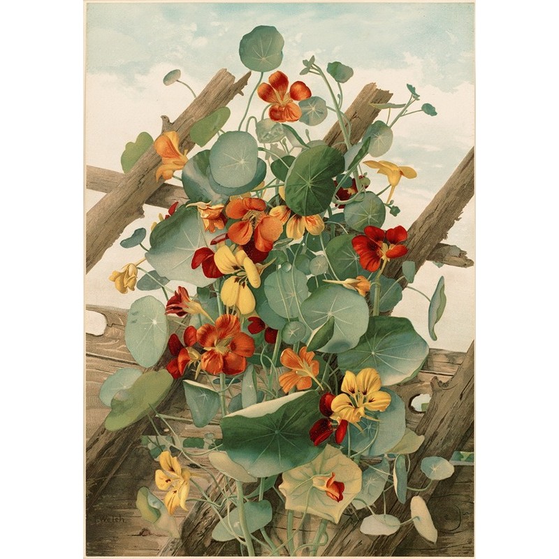  Obraz na płótnie 60x80cm Thaddeus Welch Nasturcje
