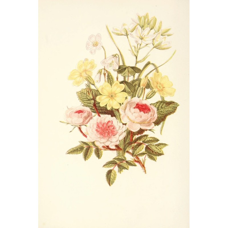  Obraz na płótnie 50x80cm Robert Tyas Róża pomponowa, gwiazda betlejemska, pierwiosnek, szczawik zajęczy