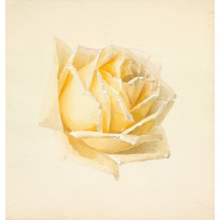  Obraz na płótnie 80x80cm Paul de Longpre Róża
