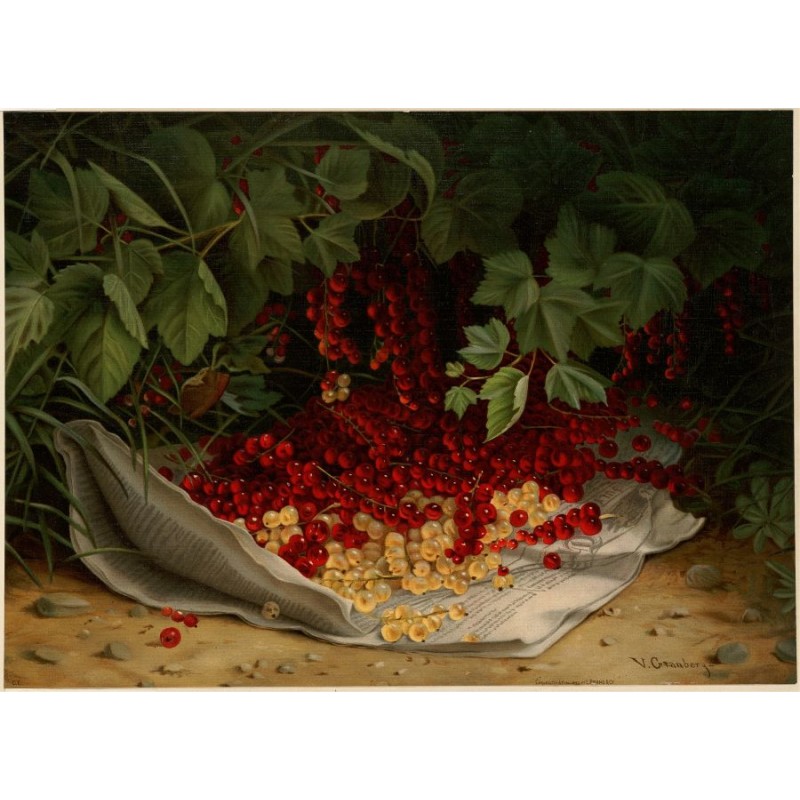  Obraz na płótnie Virginia Granberry Porzeczki 40x55 cm