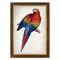  Obraz na płótnie kolorowa papuga 67x97cm
