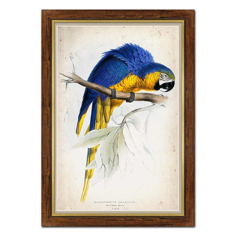  Obraz na płótnie kolorowa papuga 67x97cm