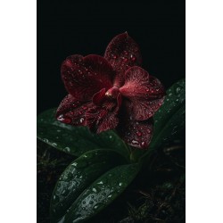  Obraz ręcznie malowany na płótnie Bordowa Orchidea