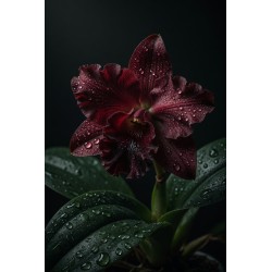  Obraz ręcznie malowany na płótnie Bordowa Orchidea