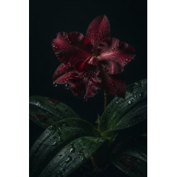  Obraz ręcznie malowany na płótnie Bordowa Orchidea
