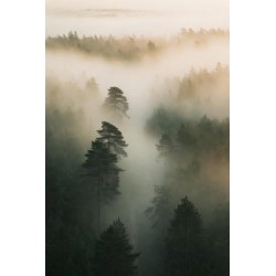  Obraz na płótnie Mglisty las